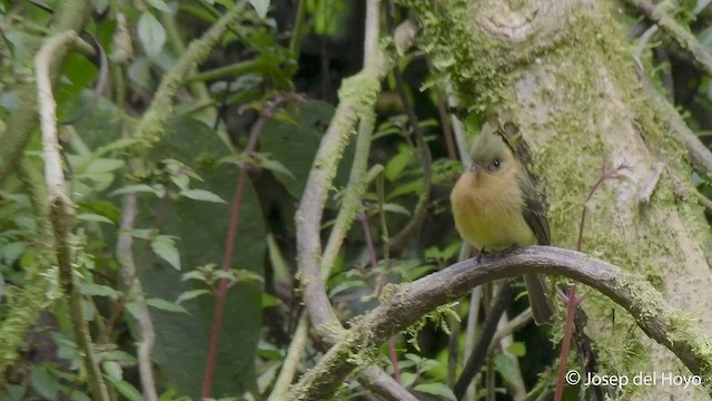 Tufted Flycatcher - ML547511891