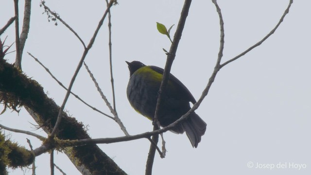 Black-and-yellow Silky-flycatcher - ML547511911