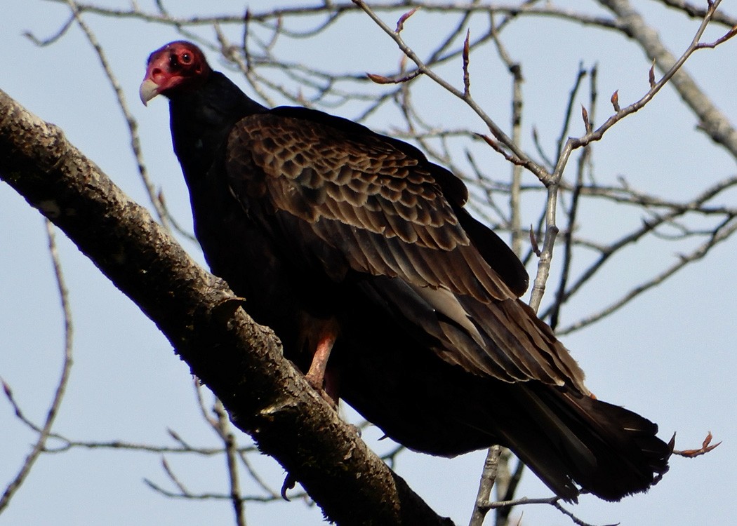 Turkey Vulture - ML54751291