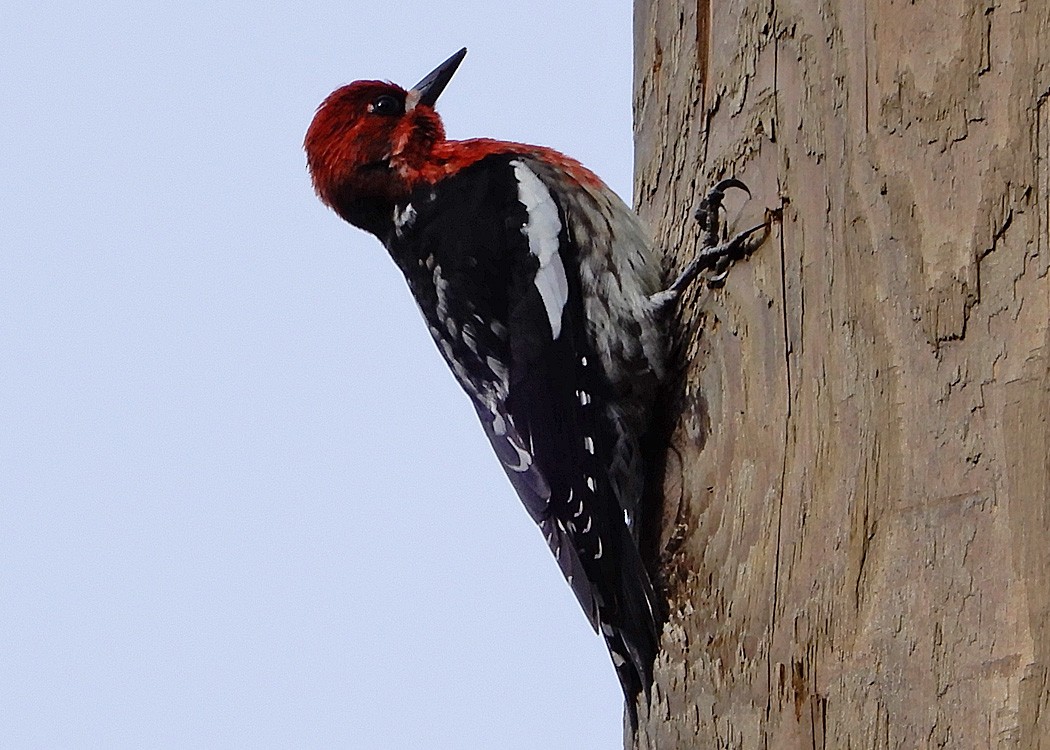 Red-breasted Sapsucker - ML54751371