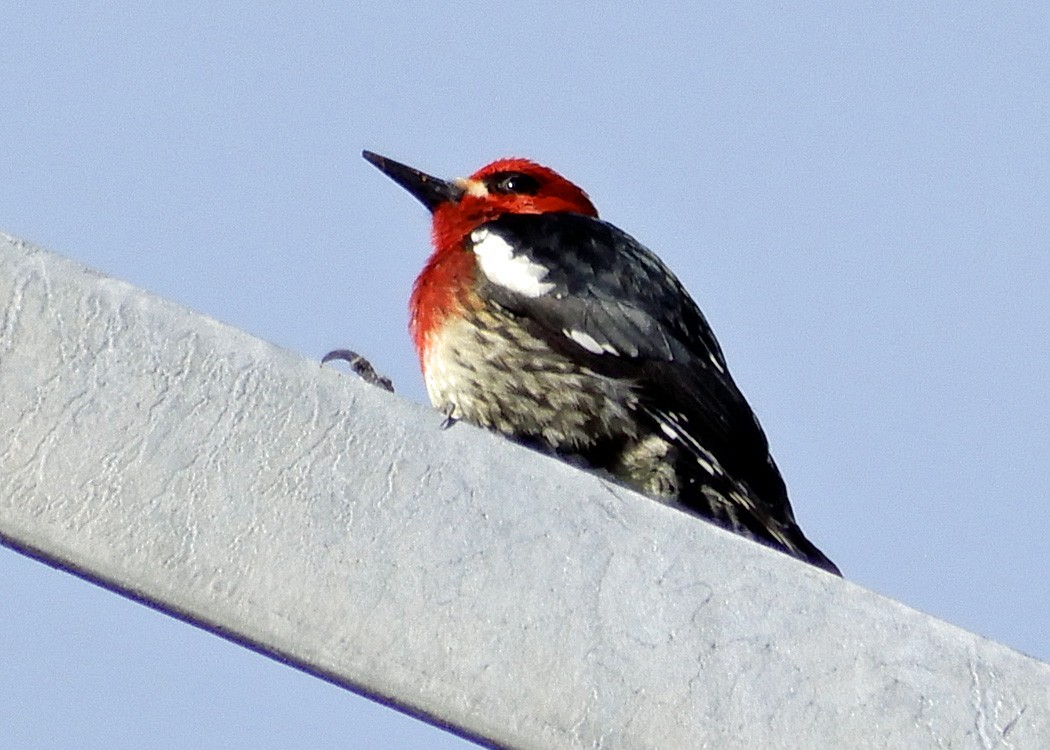 Red-breasted Sapsucker - ML54751381