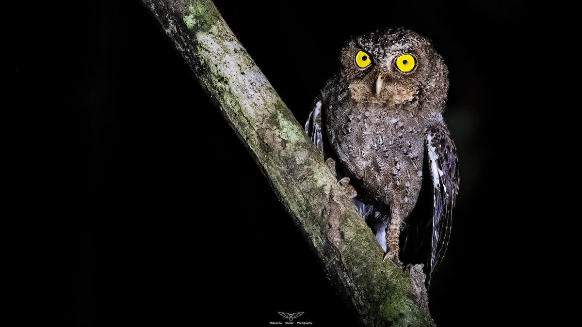 Andaman Scops-Owl - ML547519211