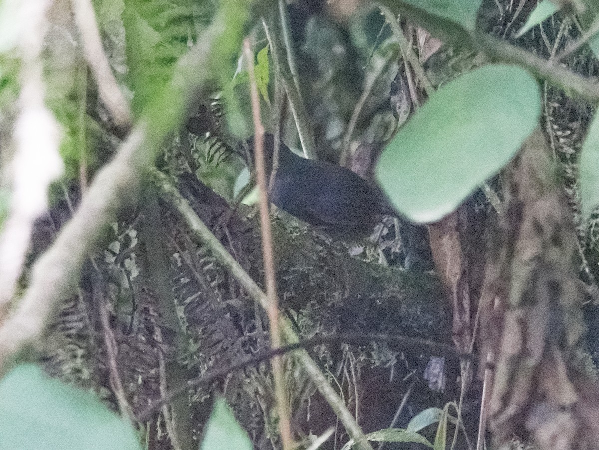 Long-tailed Tapaculo - ML547521001