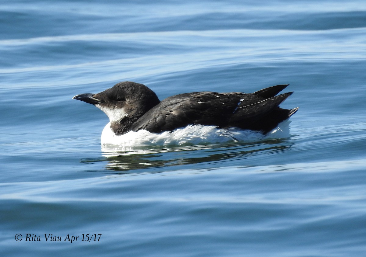 Thick-billed Murre - ML54752331