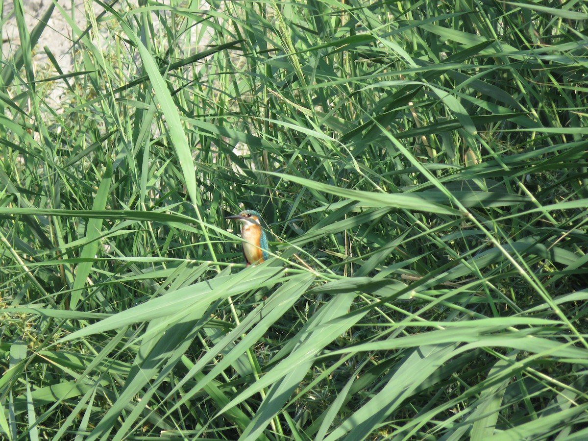 Common Kingfisher - Mitra Daneshvar