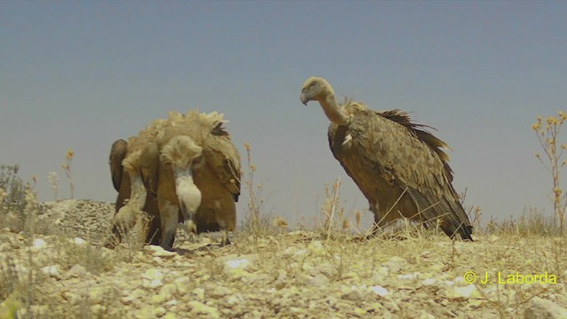 Eurasian Griffon - ML547526801