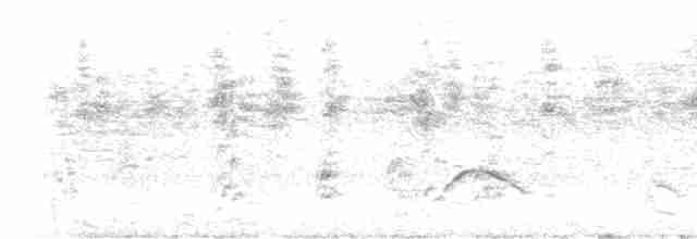Élénie à cimier blanc (chilensis) - ML547528451