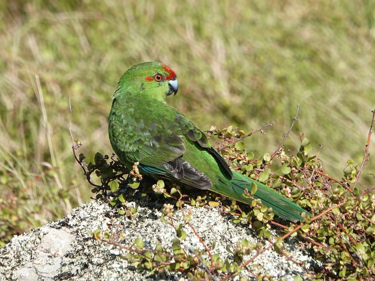 Red-crowned Parakeet - ML547529961