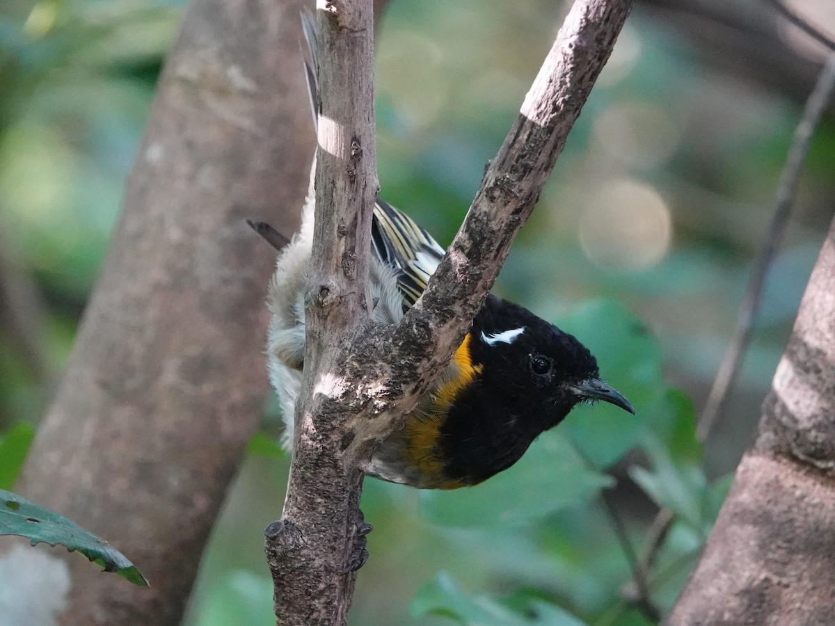Stitchbird - ML547530631