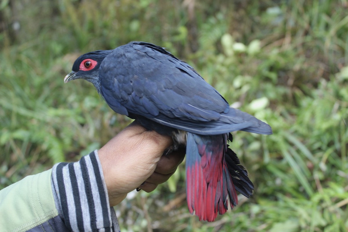 Madagascar Blue-Pigeon - ML547532061