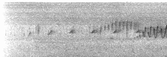  - Dusky-backed Jacamar