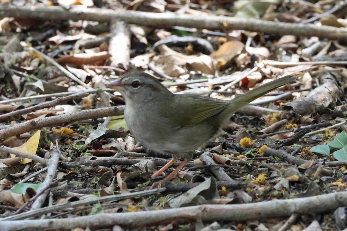 Olive Sparrow - Pete Fenner