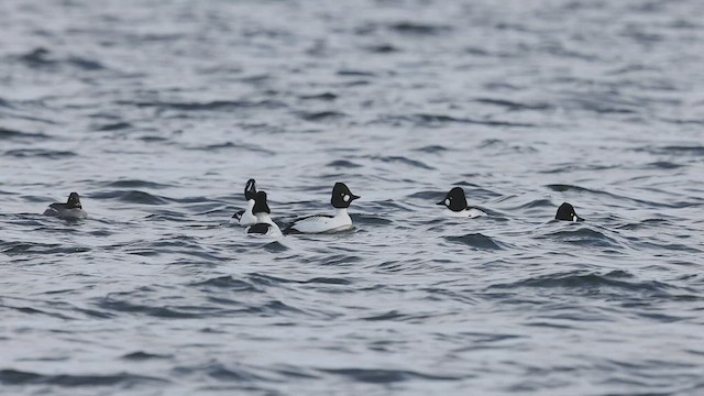 Barrow's Goldeneye - ML547536771