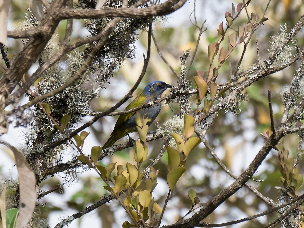 Blue-capped Tanager - ML547538071