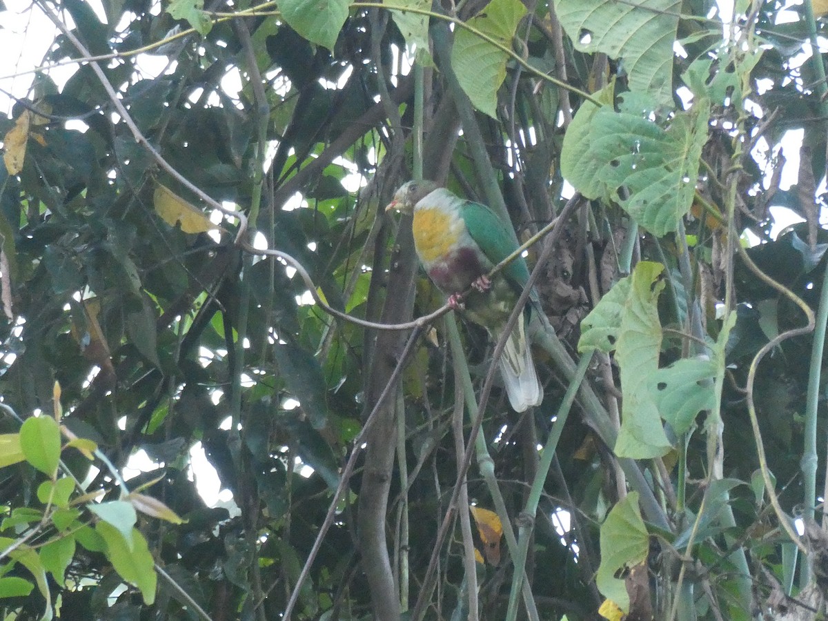 Yellow-breasted Fruit-Dove - ML547538101