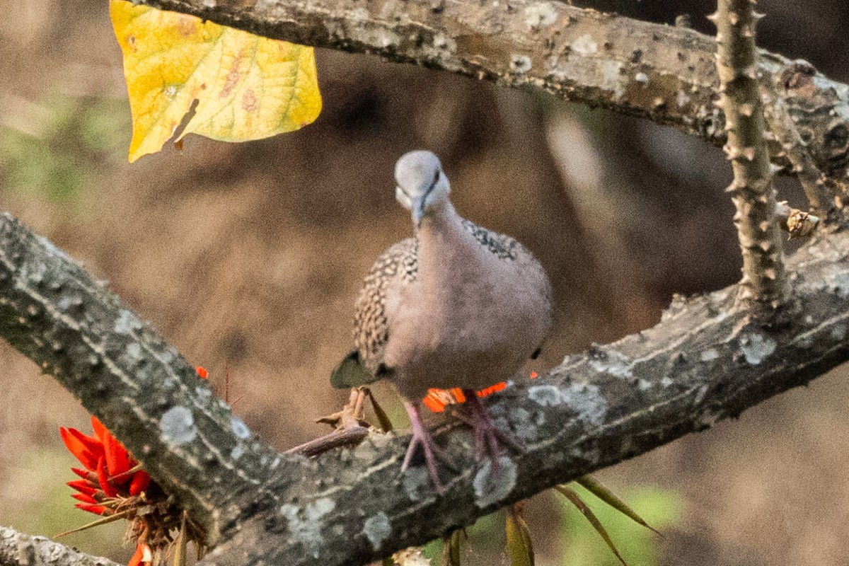 Spotted Dove - ML547539941