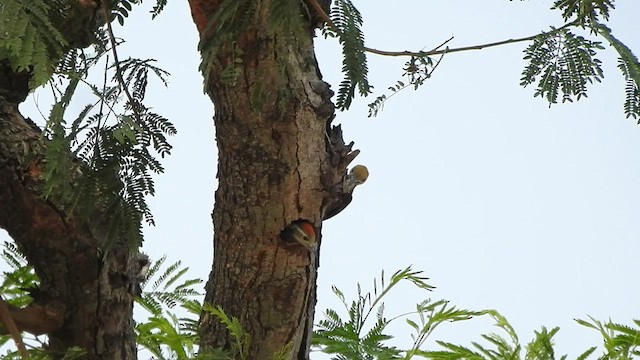 Yellow-crowned Woodpecker - ML547549551