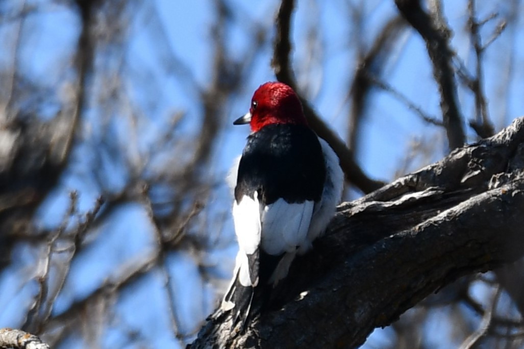 Red-headed Woodpecker - ML547550151