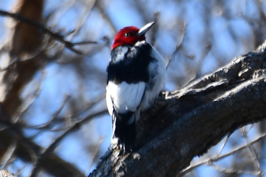 Red-headed Woodpecker - ML547550171