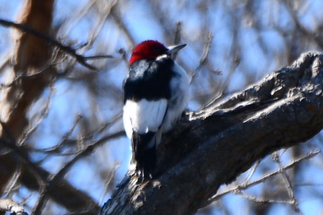 Red-headed Woodpecker - ML547550181