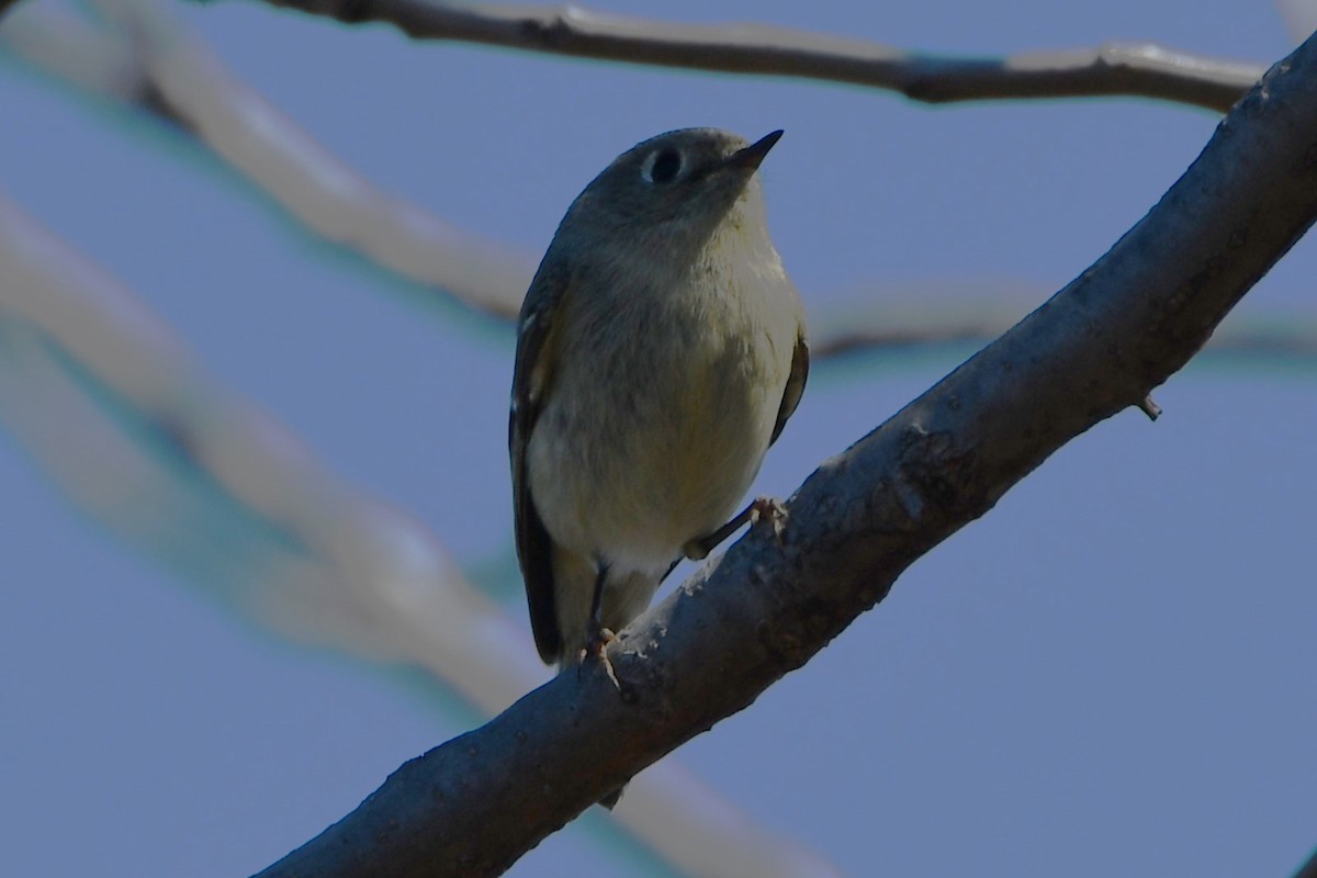 Ruby-crowned Kinglet - ML547552051