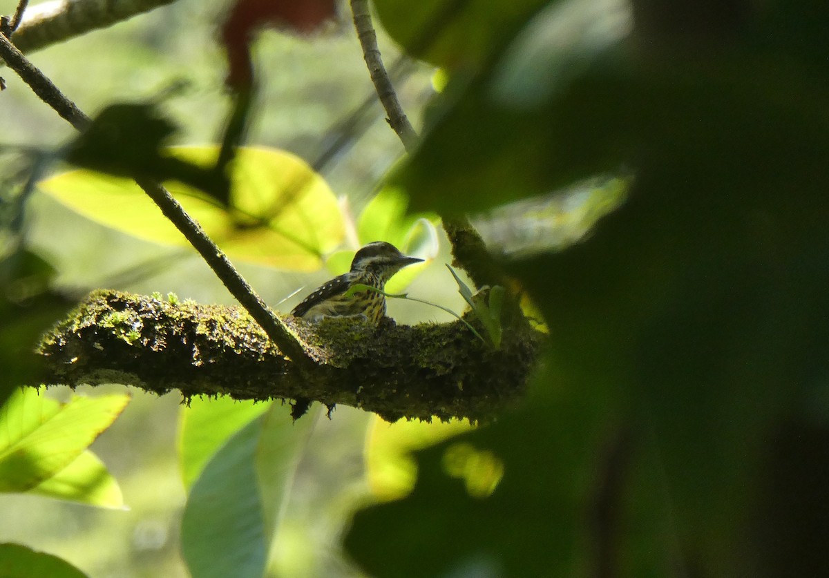 Philippine Pygmy Woodpecker - ML547553341