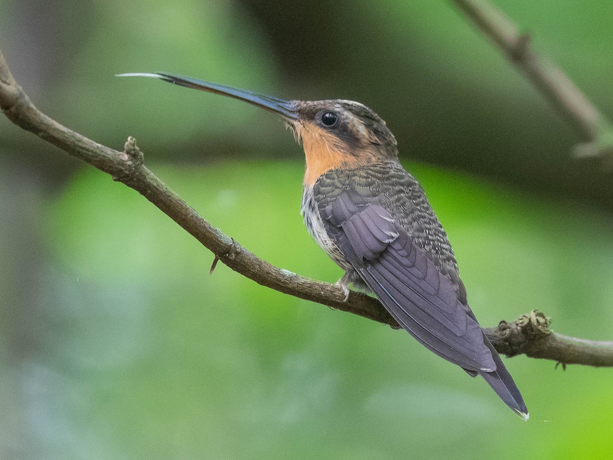 Saw-billed Hermit - Jean-Louis  Carlo