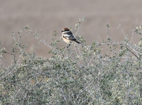 Woodchat Shrike - ML547555851