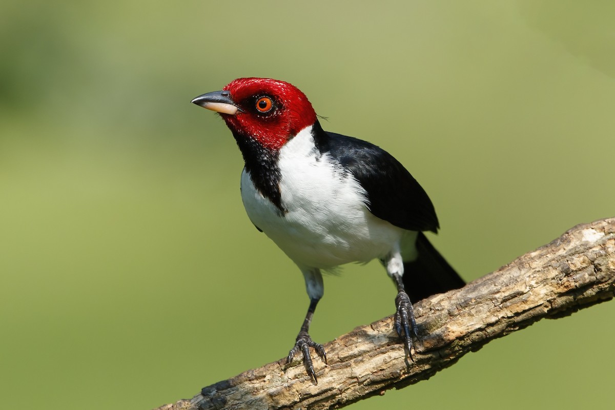 Red-capped Cardinal - ML547557731