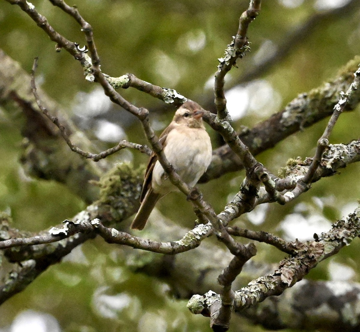 Yellow-throated Bush Sparrow - Joseph Tobias
