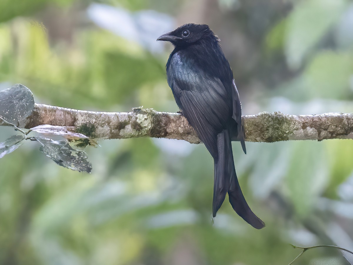 Sulawesi Drongo - Dicrurus montanus - Birds of the World