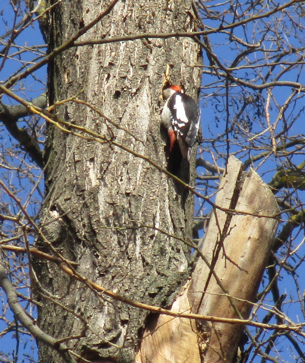Syrian Woodpecker - ML547562081