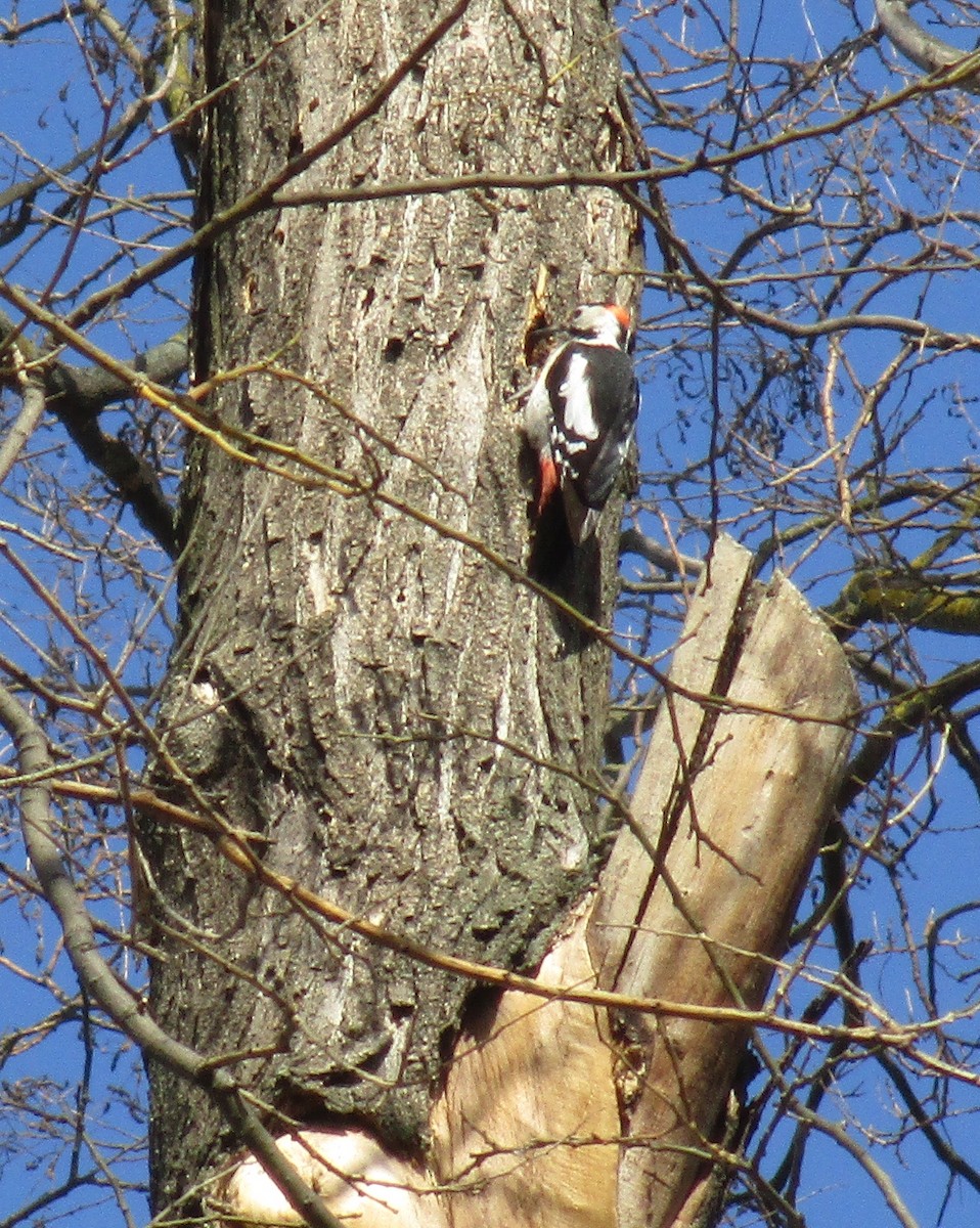 Syrian Woodpecker - ML547562091