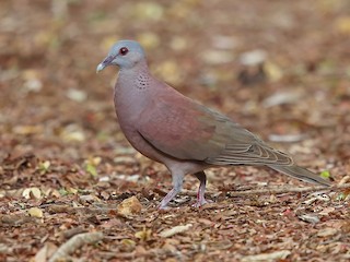  - Malagasy Turtle-Dove