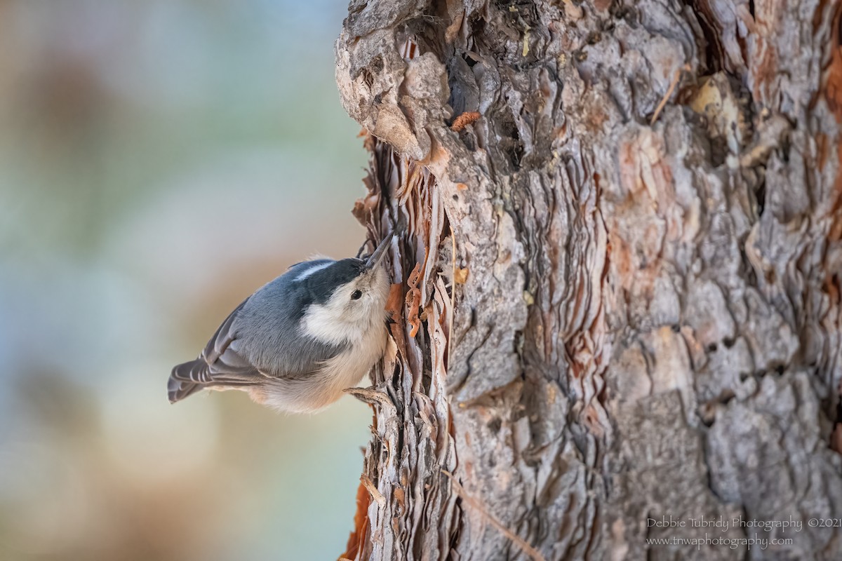 White-breasted Nuthatch - Debbie Tubridy