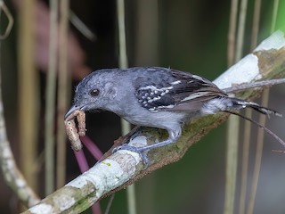  - Sooretama Slaty-Antshrike