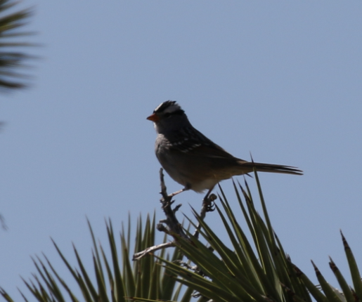 White-crowned Sparrow - ML54756771