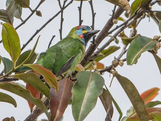  - Bornean Barbet