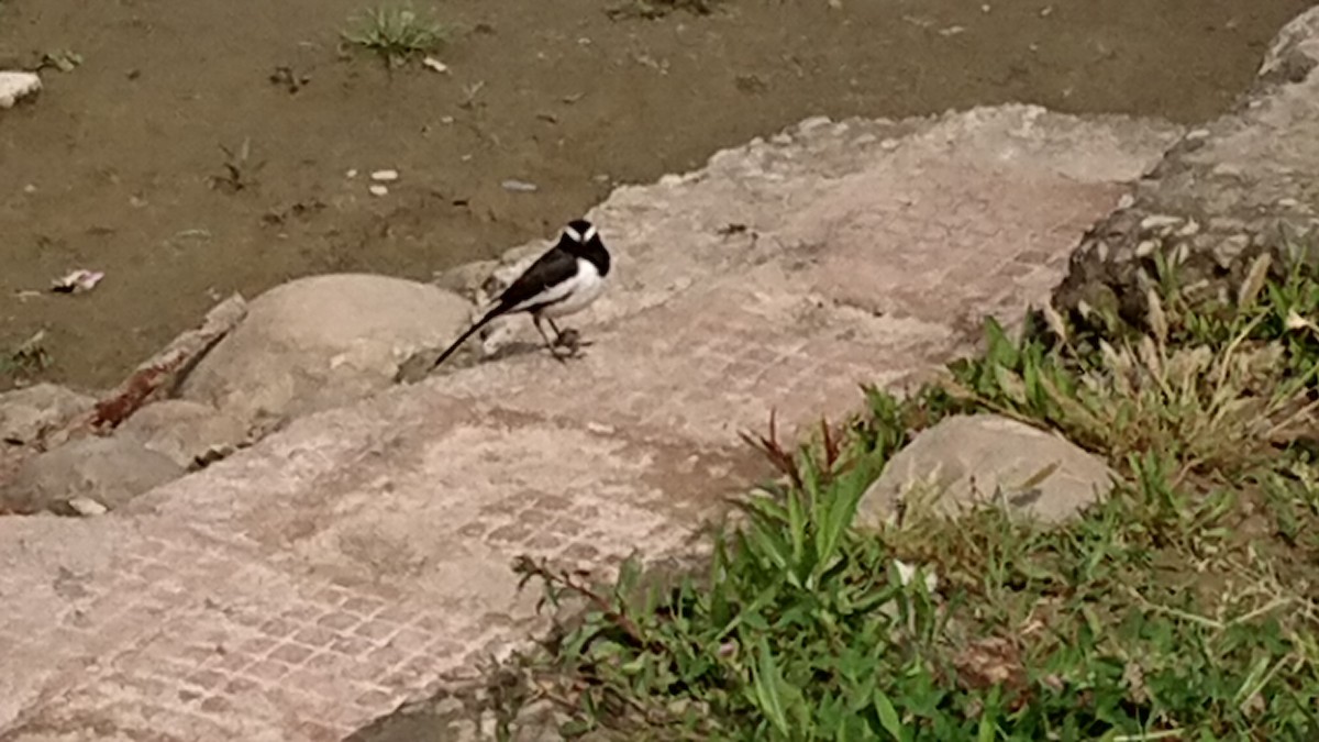 White-browed Wagtail - ML547569011