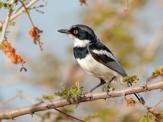  - Gray-headed Batis