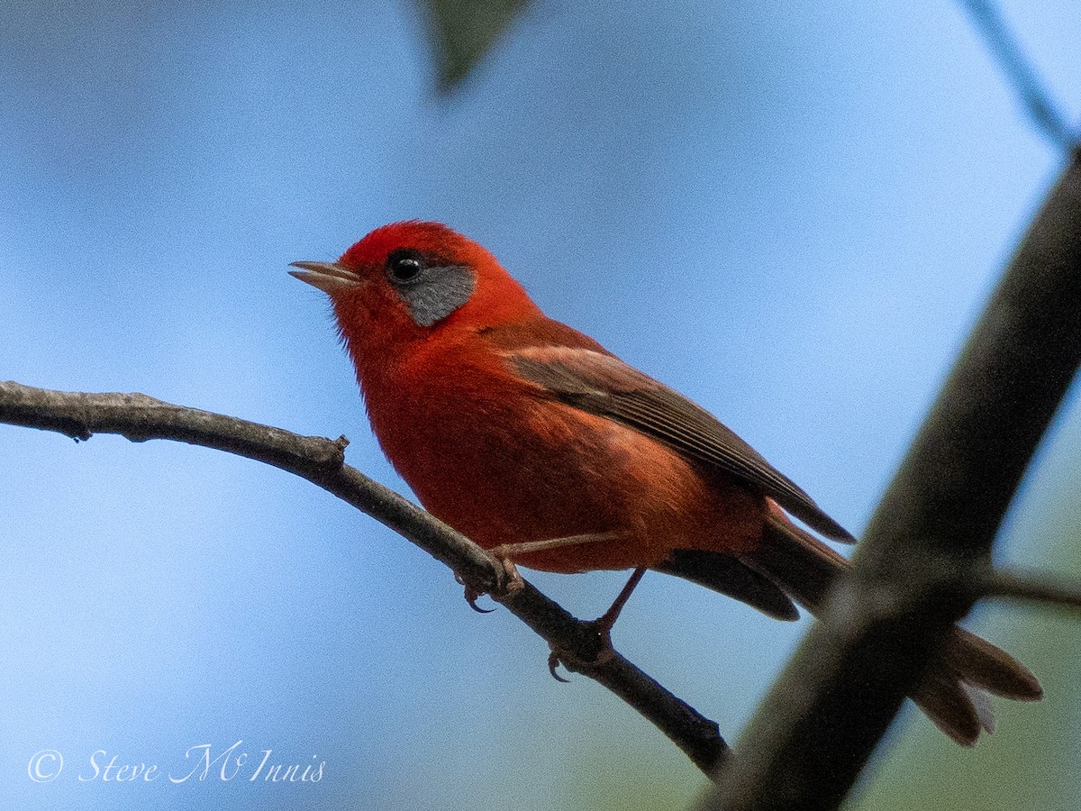 Red Warbler (Gray-cheeked) - ML547571941