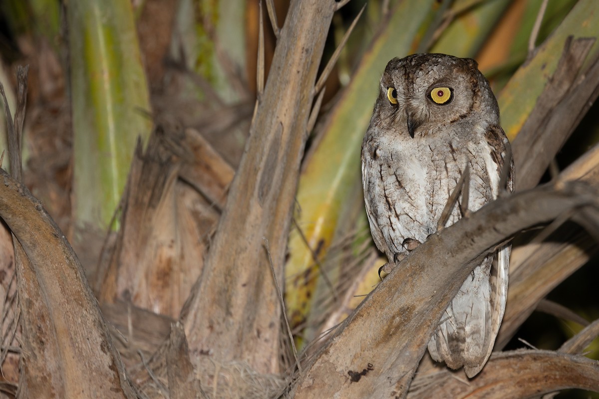 Socotra Scops-Owl - ML547571961