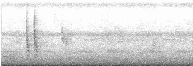 Silver-eared Honeyeater - ML547572221