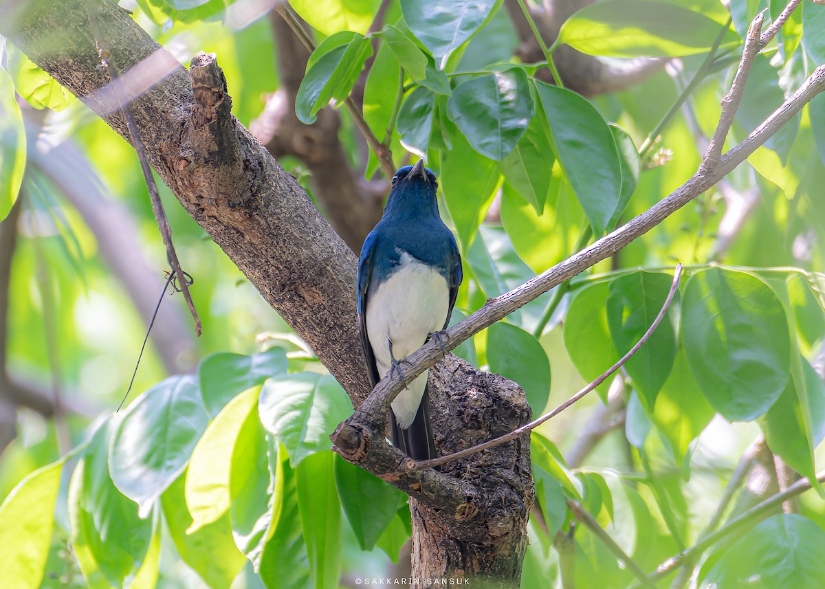 Zappey's Flycatcher - Sakkarin Sansuk