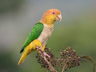  - White-bellied Parrot