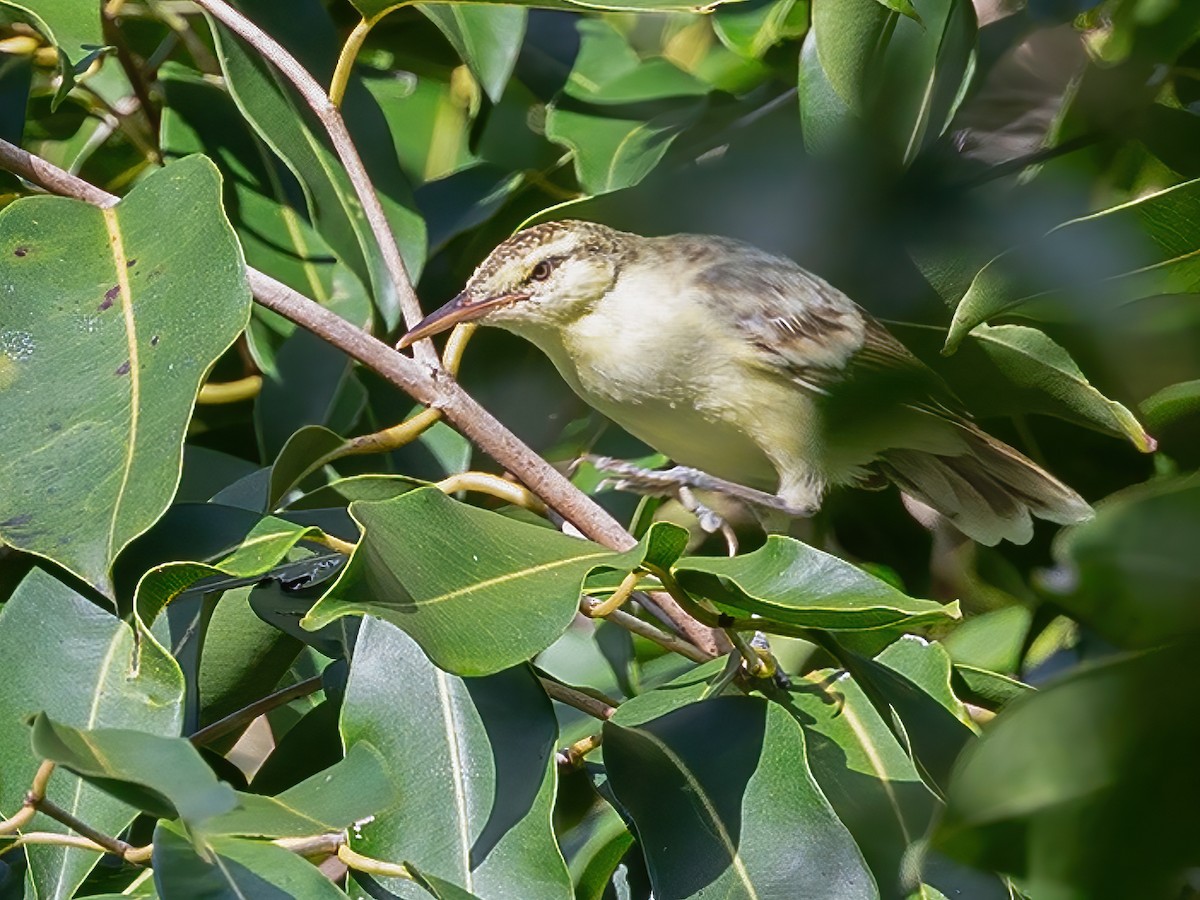 Tahiti Reed Warbler - Acrocephalus caffer - Birds of the World