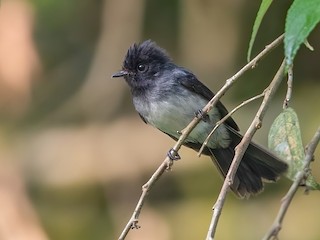  - White-bellied Crested Flycatcher (White-bellied)
