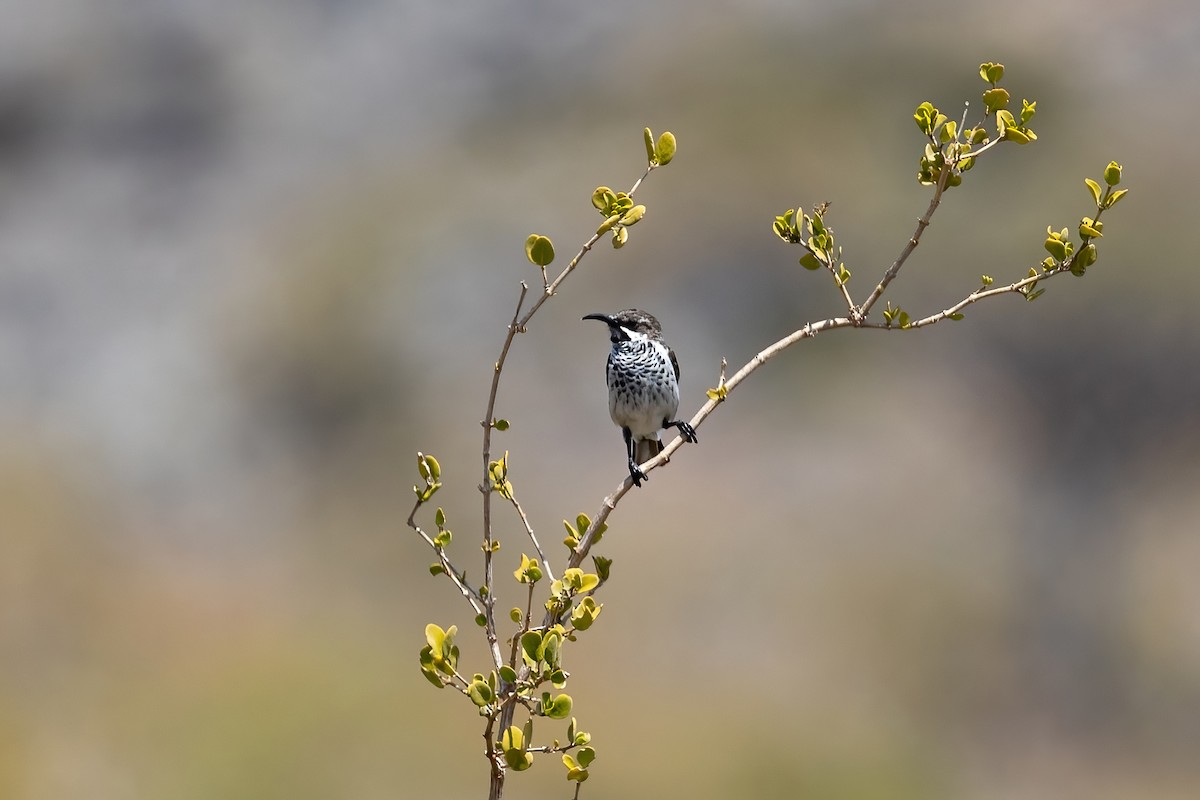 Socotra Sunbird - Daniel Danckwerts (Rockjumper Birding Tours)