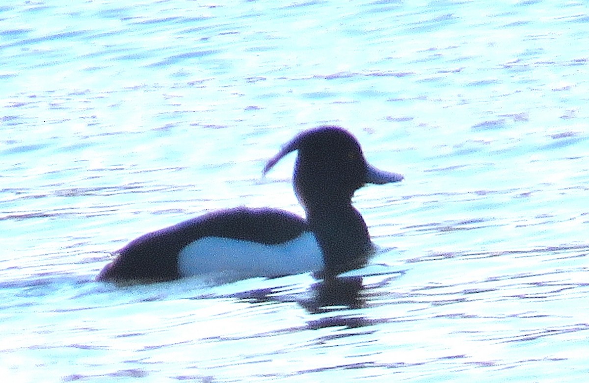 Tufted Duck - ML547579481
