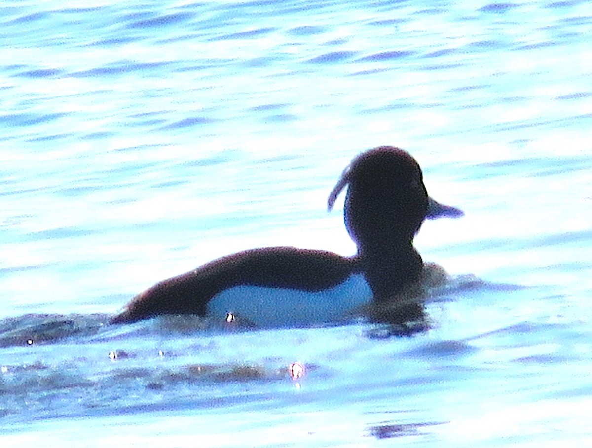 Tufted Duck - ML547579571